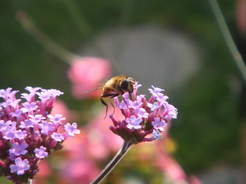 Bee on Verbena bonariensis